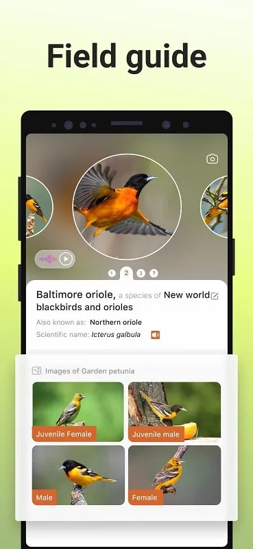 Panduan langkah demi langkah tentang cara menginstal Picture Bird MOD APK