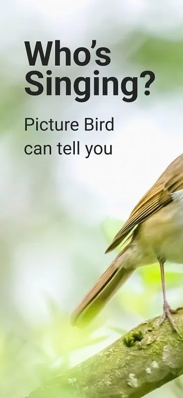 Tampilan antarmuka Picture Bird Mod dengan fitur premium