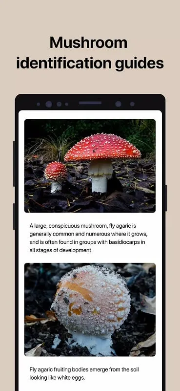 Picture Mushroom displaying information about a mushroom