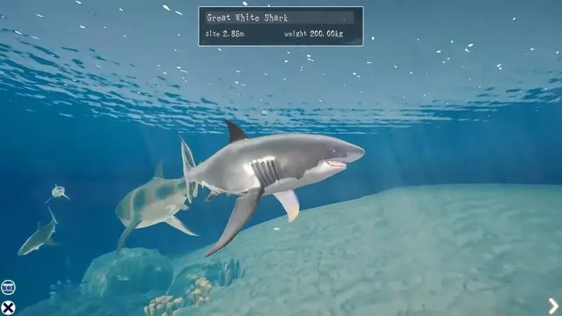 Hiu berenang di lautan dalam game Shark Ocean.